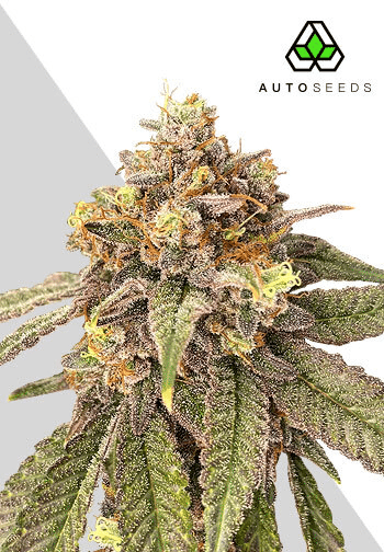 Auto Pink Runtz (Auto Seeds)