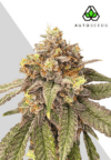 Auto Pink Runtz (Auto Seeds)