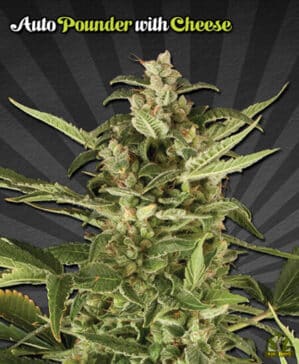 Auto Pounder