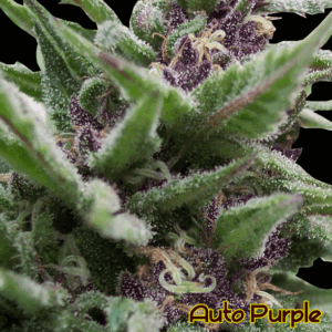 Auto Purple (Original Sensible seeds)