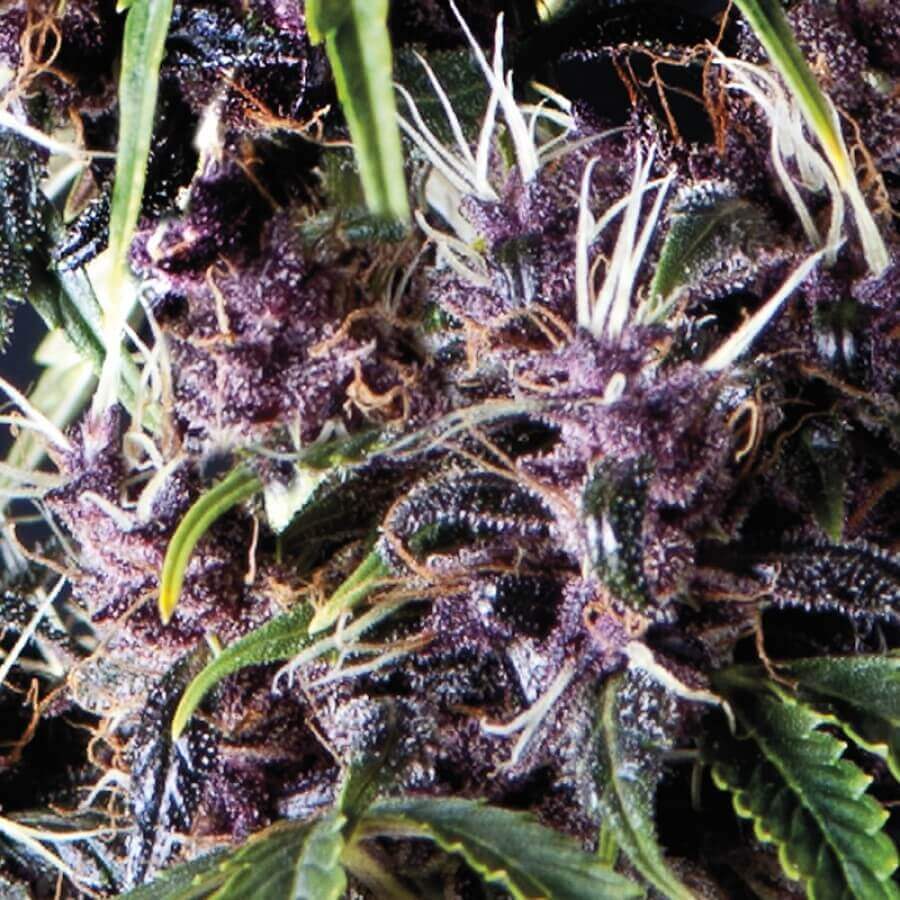 Auto Purple (Pyramid Seeds)