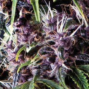 Auto Purple (Pyramid Seeds)