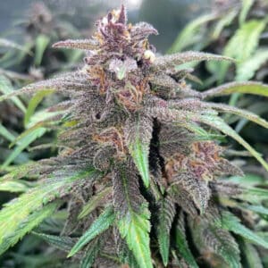 Auto Purple Skunk (Big Seedbank)