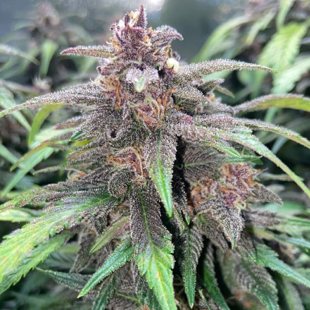 Auto Purple Skunk (Big Seedbank)