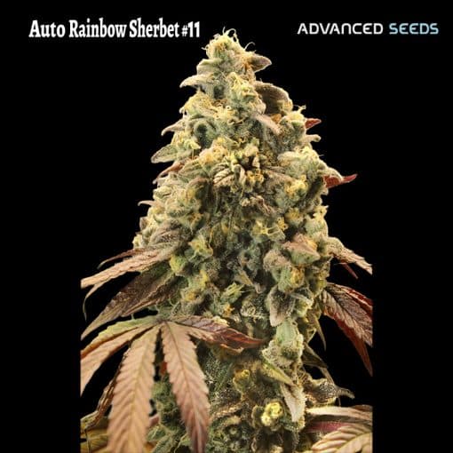 Auto Rainbow Sherbet #11