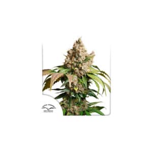 Auto Red Tropicana Cookies