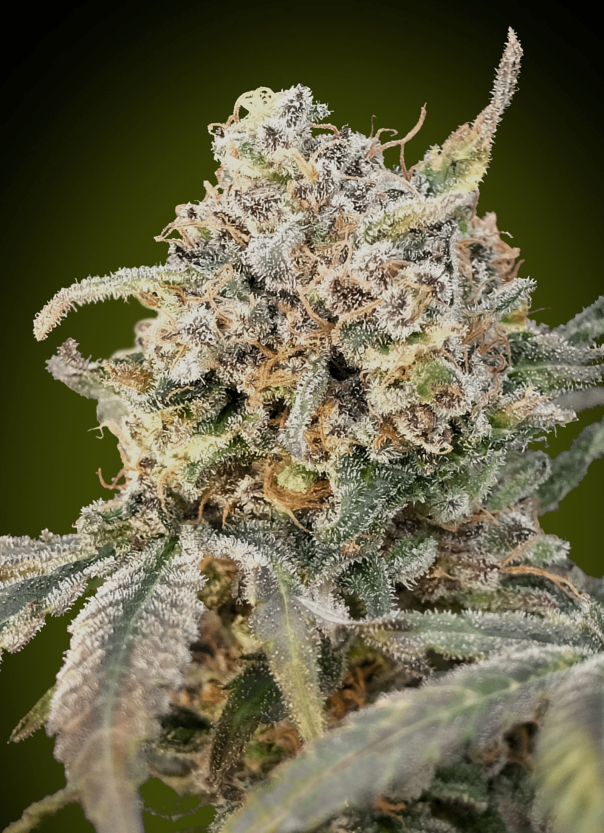 Auto Somango Glue