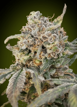 Auto Somango Glue