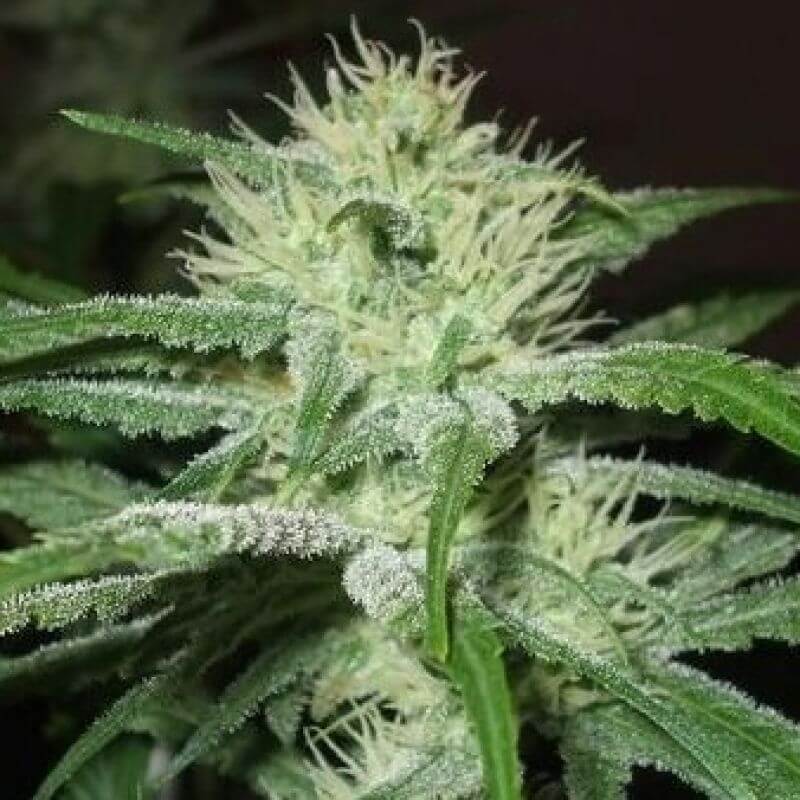 Auto Speed Bud