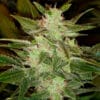 Auto Speed Haze