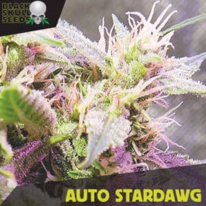 Auto Stardawg (Black Skull Seeds)