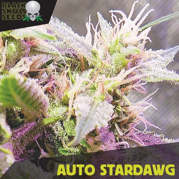 Auto Stardawg (Black Skull Seeds)