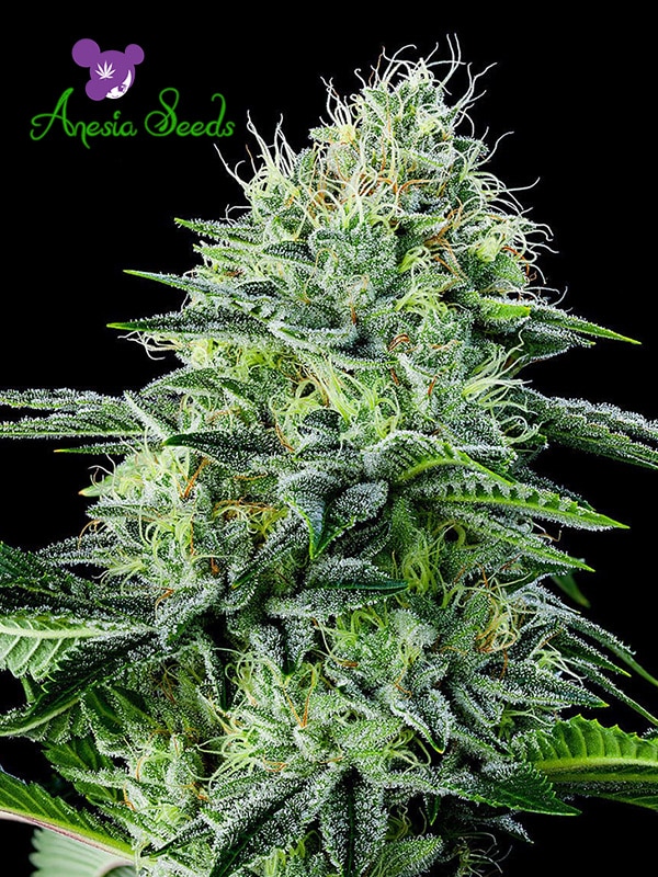 Auto Strawberry Banana (Anesia Seeds)