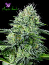 Auto Strawberry Banana (Anesia Seeds)