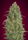 Auto Strawberry Gum