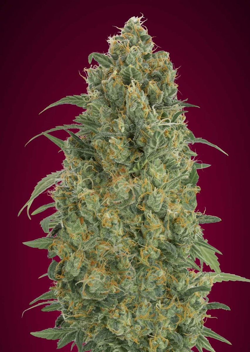 Auto Strawberry Gum