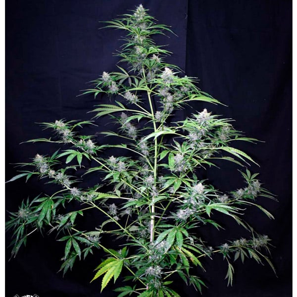Auto Super Big Black Ryder ´98