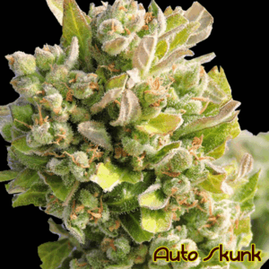 Auto Super Skunk (Original Sensible seeds)