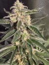 Auto Sweet Donkey
