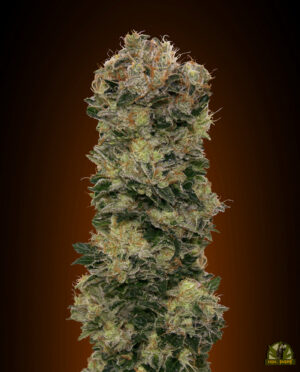 Auto Sweet Somango