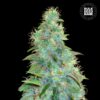 Auto Sweet Tooth