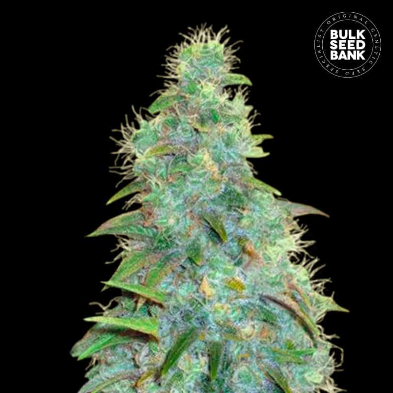 Auto Sweet Tooth