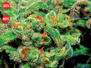 Auto Tasty