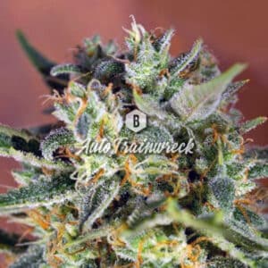 Auto Trainwreck (Big Seedbank)