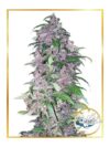 Auto Triping 25