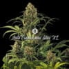 Auto Tropicanna Glue XL