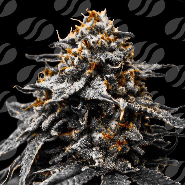 Auto Twilight Zlush