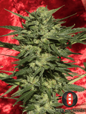 Auto White Russian