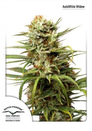Auto White Widow (Dutch Passion)