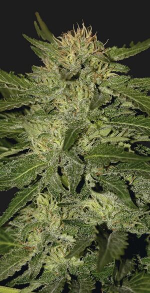 Auto White Widow (Mr. Hide Seeds)