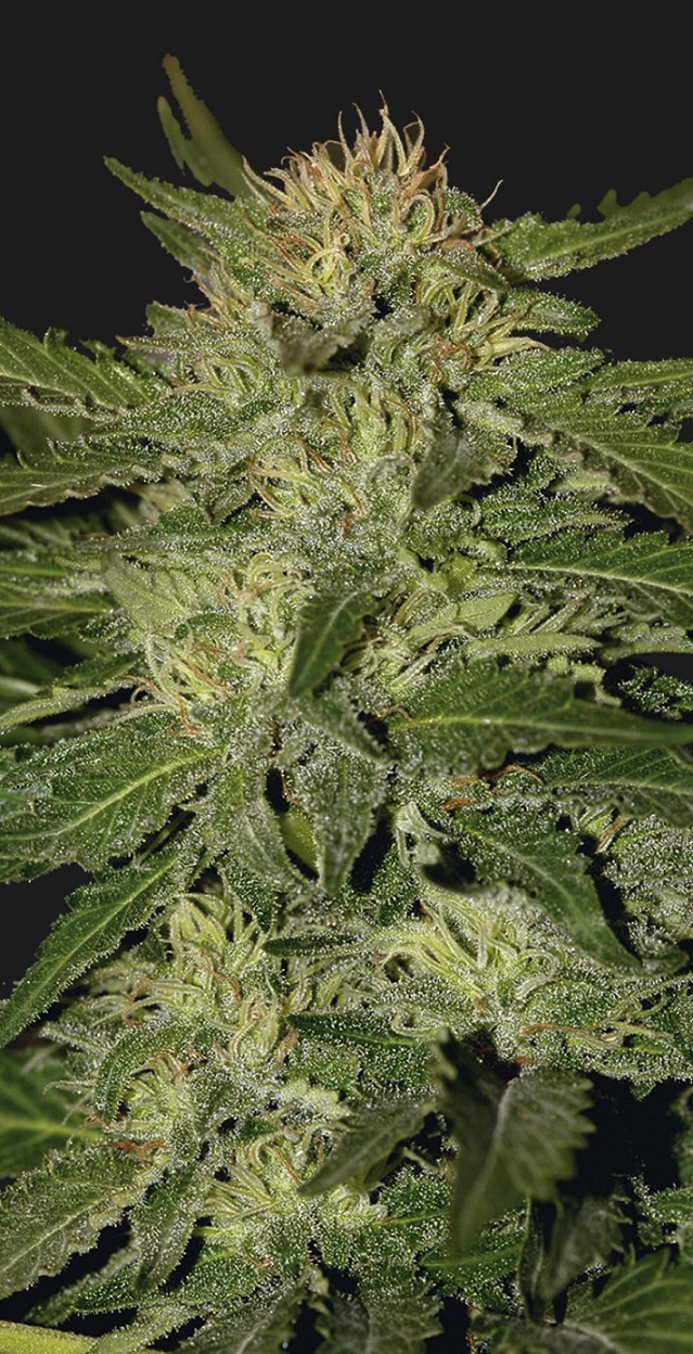 Auto White Widow (Mr. Hide Seeds)