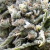Auto White Widow (Pyramid Seeds)