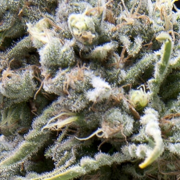 Auto White Widow (Pyramid Seeds)