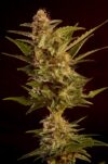 Auto Winweed CBD