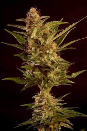 Auto Winweed CBD