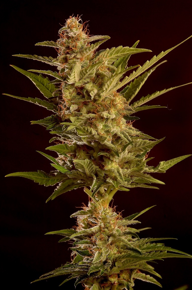 Auto Winweed CBD