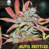 Auto Zkittlez (Black Skull Seeds)