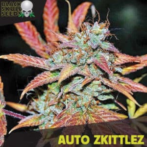 Auto Zkittlez (Black Skull Seeds)