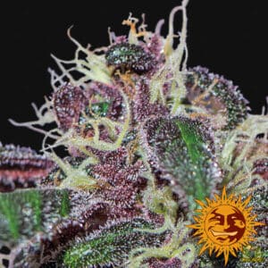 Ayahuasca Purple