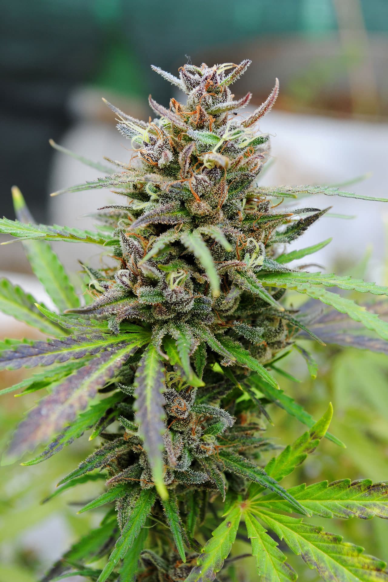 Baby Boom Auto