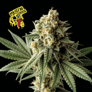 Badazz OG Cheese