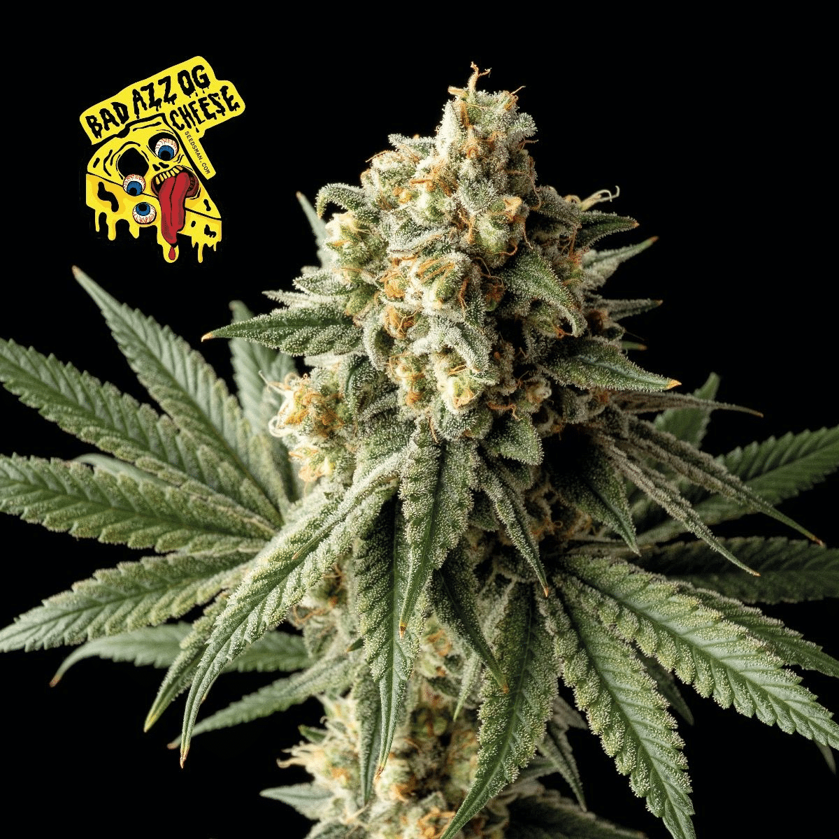 Badazz OG Cheese