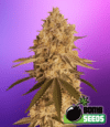 Baked Bomb