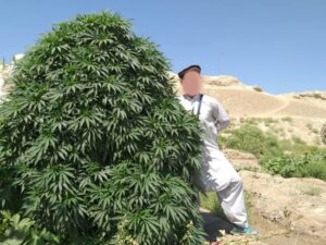 Balkh Hashplant Reg.