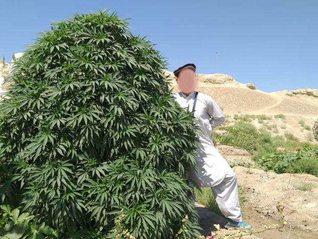 Balkh Hashplant Reg.