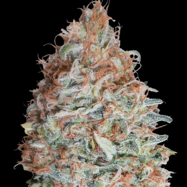 Banana Cookies (Advanced Seeds)